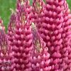 Lupinus Gallery Red